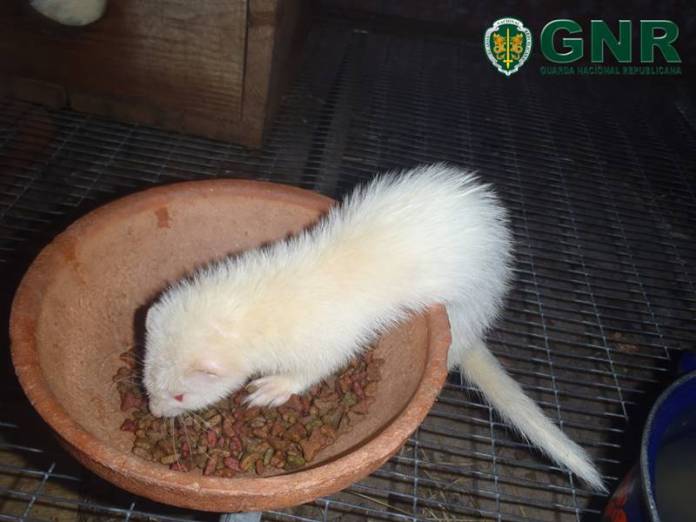 GNR de Mangualde apreendeu 11 furões albinos a um indivíduo de 56 anos.