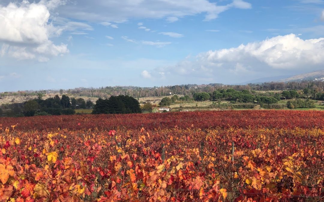 Fórum de Modernização da Agricultura em Mangualde a 4 de junho