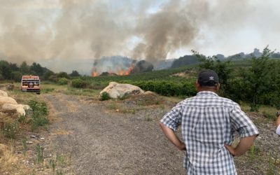Fogo dominado depois de ter destruído 290 hectares de floresta em Mangualde