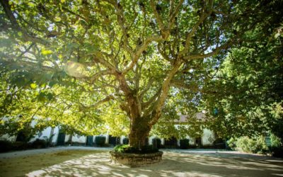 A árvore portuguesa de 2023 pode ser de Mangualde .