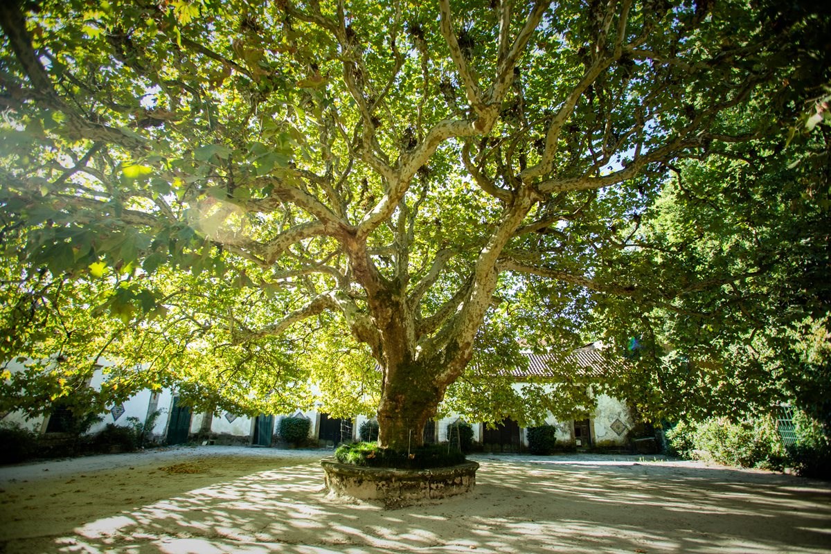 A árvore portuguesa de 2023 pode ser de Mangualde . Mangualde Online