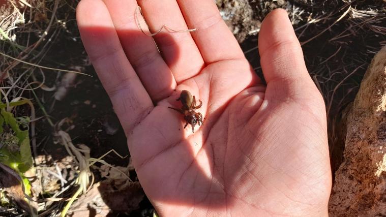 Encontrada em aldeia de Mangualde (Fagilde) espécie de aranha que não era vista há 92 anos