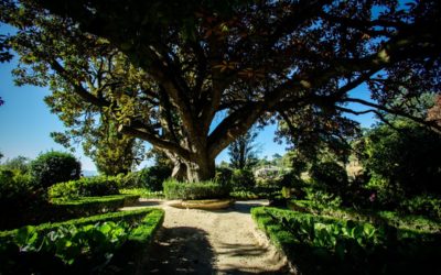 Magnólia do Palácio dos Condes de Anadia em Mangualde é a única árvore da região Centro candidata a Árvore do Ano