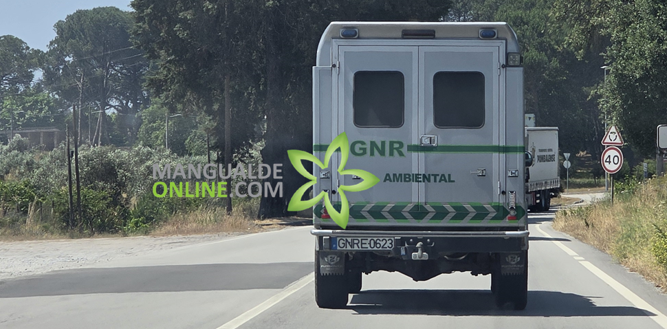 Mangualde: GNR identifica dono de 2 cães que tinham sinais de maus-tratos
